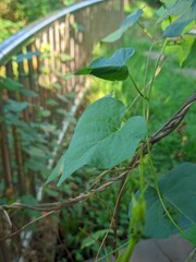 Green Heart-Shaped Leaves of a Climbing Vine Adorning a Railing in a Lush Garden, Bathed in Natural Light