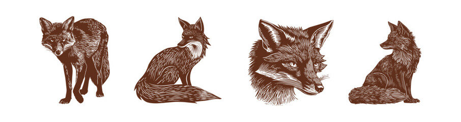 Detailed fox vector illustrations in different poses and expressions. Each artwork captures the elegance and curiosity of foxes, distinctive features and beauty. Engraved, stamp, woodcut vintage style