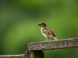 公園の花壇にやってきたスズメ