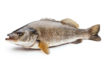 sea bash fish isolated on white