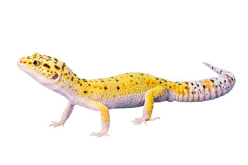 Gecko, animal profile. Animal lizard without background. Eublefar PNG