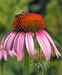 Bee on the coneflower