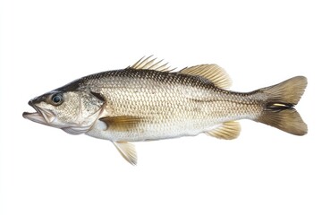 sea bash fish