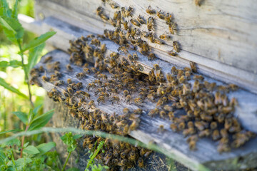 Honey bees ventilate their hive on a hot day.