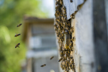 Work in the apiary: bees return to the hive.
