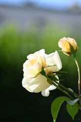 yellow rose in the garden