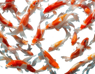 Koi Fish Swimming: A captivating collection of vibrant koi fish, showcasing their elegant patterns, gracefully navigate through the clear, inviting waters, radiating beauty.