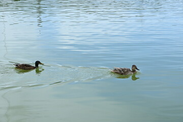 ducks in the lake blue