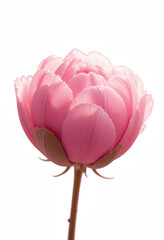 Pink Peony in Bloom: A close-up showcases a stunning pink peony, its delicate petals unfurling gracefully, capturing its beauty