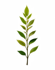 Delicate Foliage Display: A vibrant and fresh sprig of leaves extends with lush green leaves in perfect detail against the background, capturing nature's simplicity.