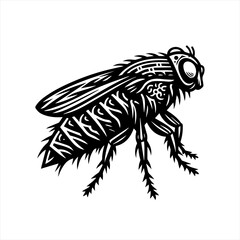 Obraz premium Detailed fly insect illustration