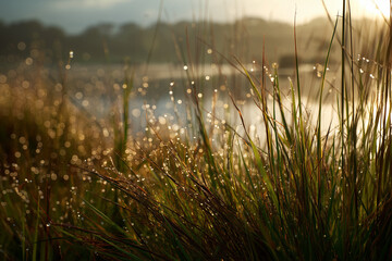Dew drops on tall grass at sunrise by the water morning