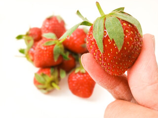 A hand is holding fresh red strawberries isolated on a white background.