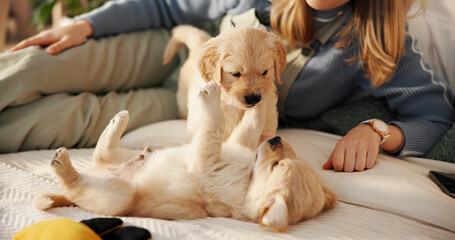 Home, playing and woman with puppies on bed for learning, development and bonding after adoption....