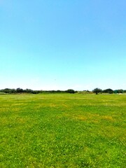Fototapeta premium 初夏のシロツメクサ咲く江戸川河川敷の草原風景
