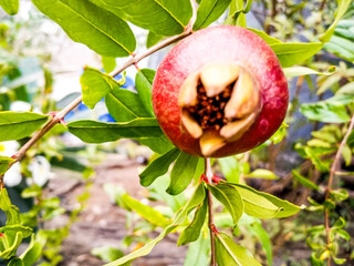 pomegranate on tree