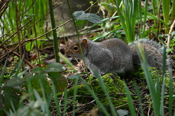 squirrel on the grass