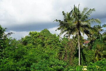 Naklejka premium tropical garden