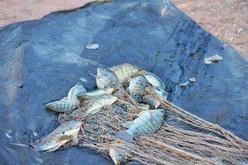 Close up fisherman catch tilapia fish, freshwater fish that was raised in ponds and cages

