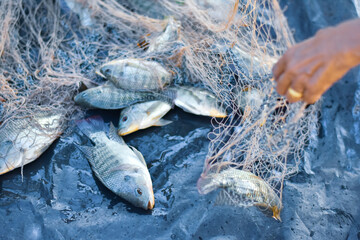 Close up fisherman catch tilapia fish, freshwater fish that was raised in ponds and cages

