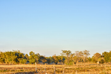 Fototapeta premium autumn landscape with trees