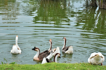 Obraz premium White and gray goose in water