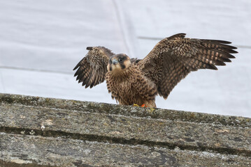 A cute baby Peregrine Falcon, Falco peregrinus, flapping its wings on a Catherdral roof.
