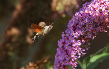A Hummingbird hawk-moth, Macroglossum stellatarum,  hovering over a Buddleia bush feeding on the pollen using its long proboscis.