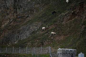 sheep on a mountain
