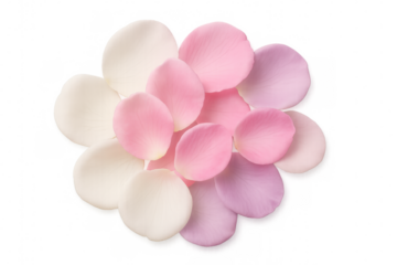 Soft rose petals overlapping in pink, white, and purple tones, forming delicate circular arrangement against transparent backdrop, highlighting floral elegance