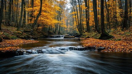 Calm River Flowing Through a Forest in Autumn