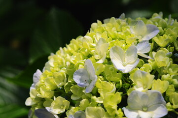 Beautiful Japanese hydrangeas blooming outdoors
