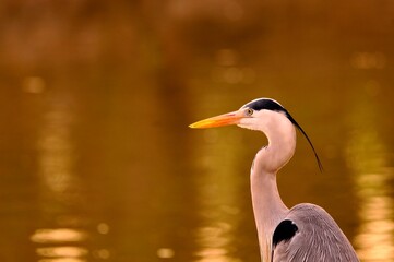 Grey heron in the wild – Ardea cinerea
