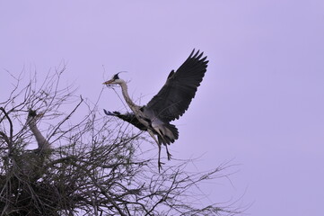 Grey heron in the wild – Ardea cinerea