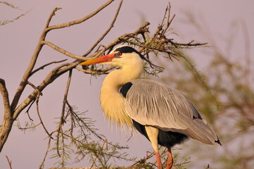 Grey heron in the wild – Ardea cinerea