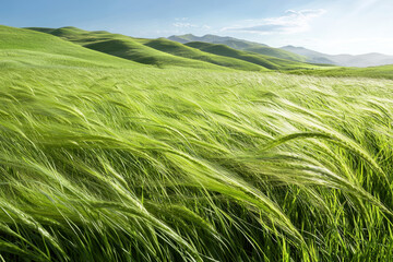 Lush green grass sways gently in wind across rolling hills under bright blue sky, creating serene and peaceful landscape