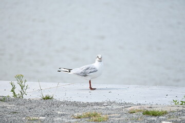 seagull standing near water