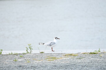 seagull looking in front of him sideview