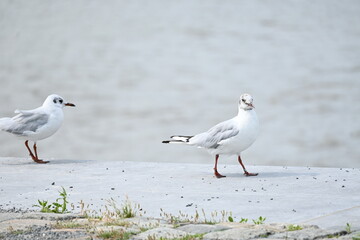 two seagulls side views walking and looking at camera