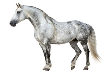 Obraz premium Muscular Dappled White Horned Horse Isolated on White – Strength and Elegance Combined