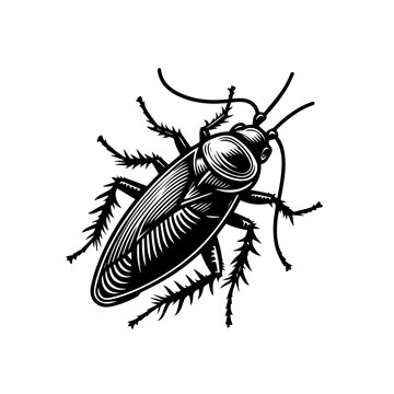 black cockroach insect detailed view clip art preview