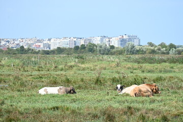 cows in the field