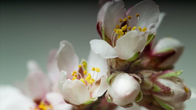 Blossoming of a bouquet of white buds on a sprig of almonds. Yellow stamens move as if alive. Background concept for a gorgeous greeting card. Timelapse