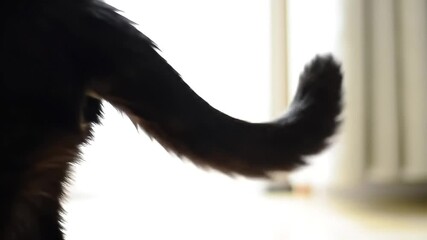 Black cat tail flicks playfully in soft light, hinting at a curious and energetic feline's movements at home.