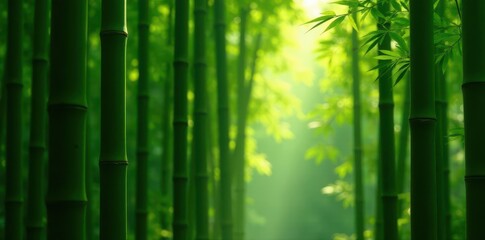 Dense Bamboo Stalks Dappled Sunlight