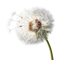 Close-up of a dandelion seed head, white fluffy seeds