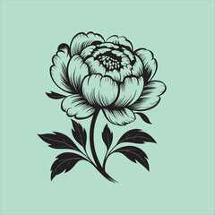 A black and white illustration of a peony flower on a light green background