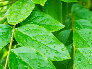 Drop water on green leaf background, rain on plant abstract dew leaves, clean nature fresh sping...