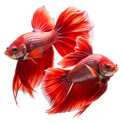 Fototapeta premium Vibrant Red Betta Fish Stunning Aquarium Photography