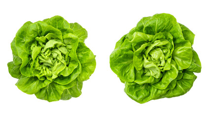 Two heads of fresh butter lettuce isolated on a transparent background
